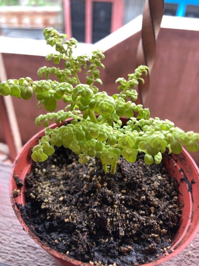 Pilea microphylla 14