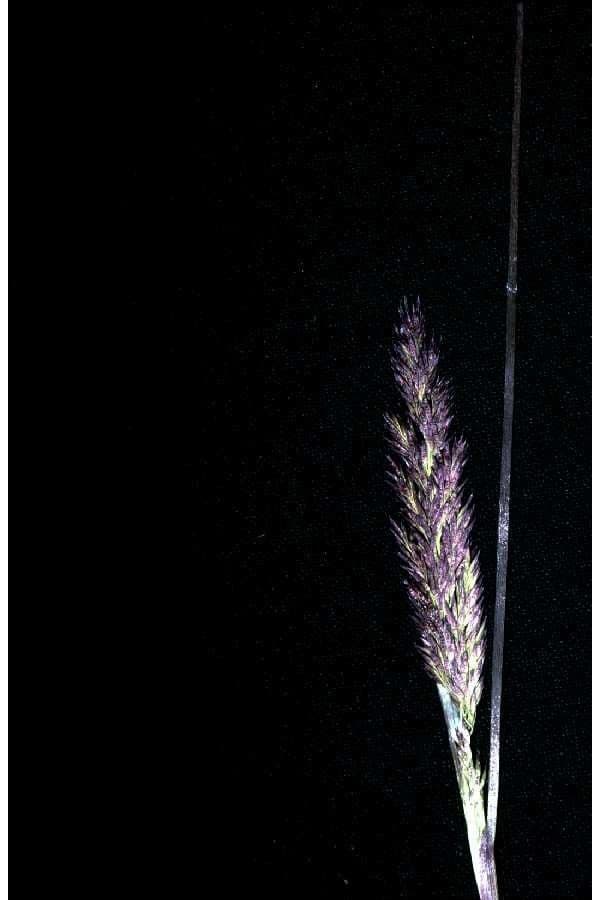 Calamagrostis stricta 6