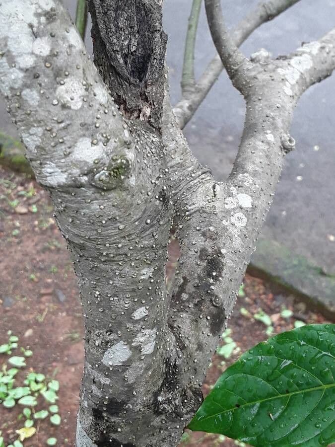 Ylang-ylang 22