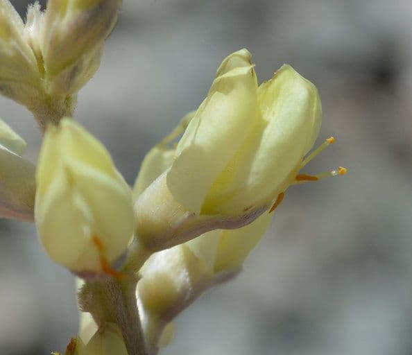 Langblättrige Lupine 5