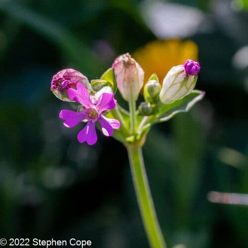 Silene rossastra 6