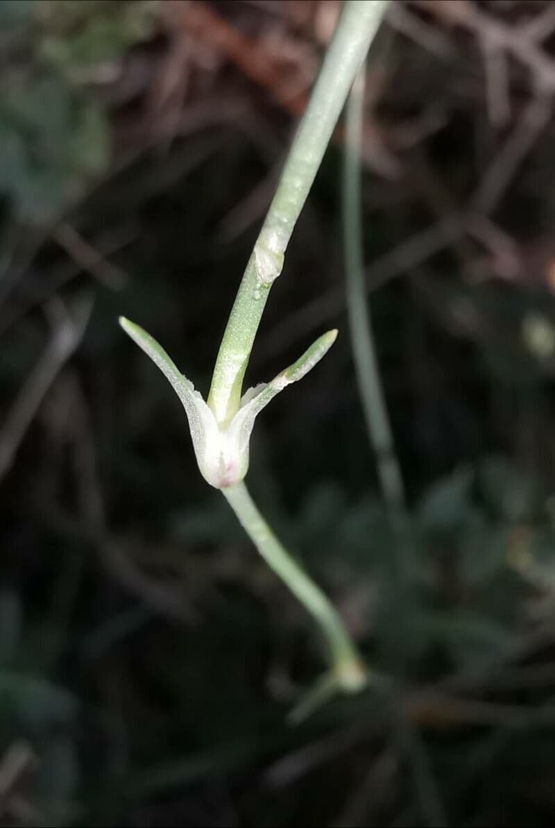 Garofano 8