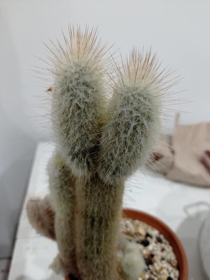 Cabega 10