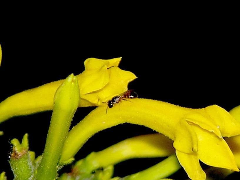Hamelia 7