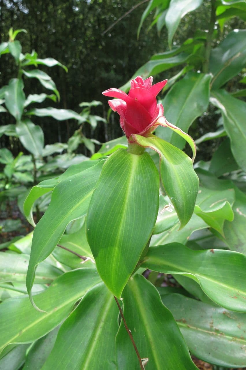 Red tower ginger 17