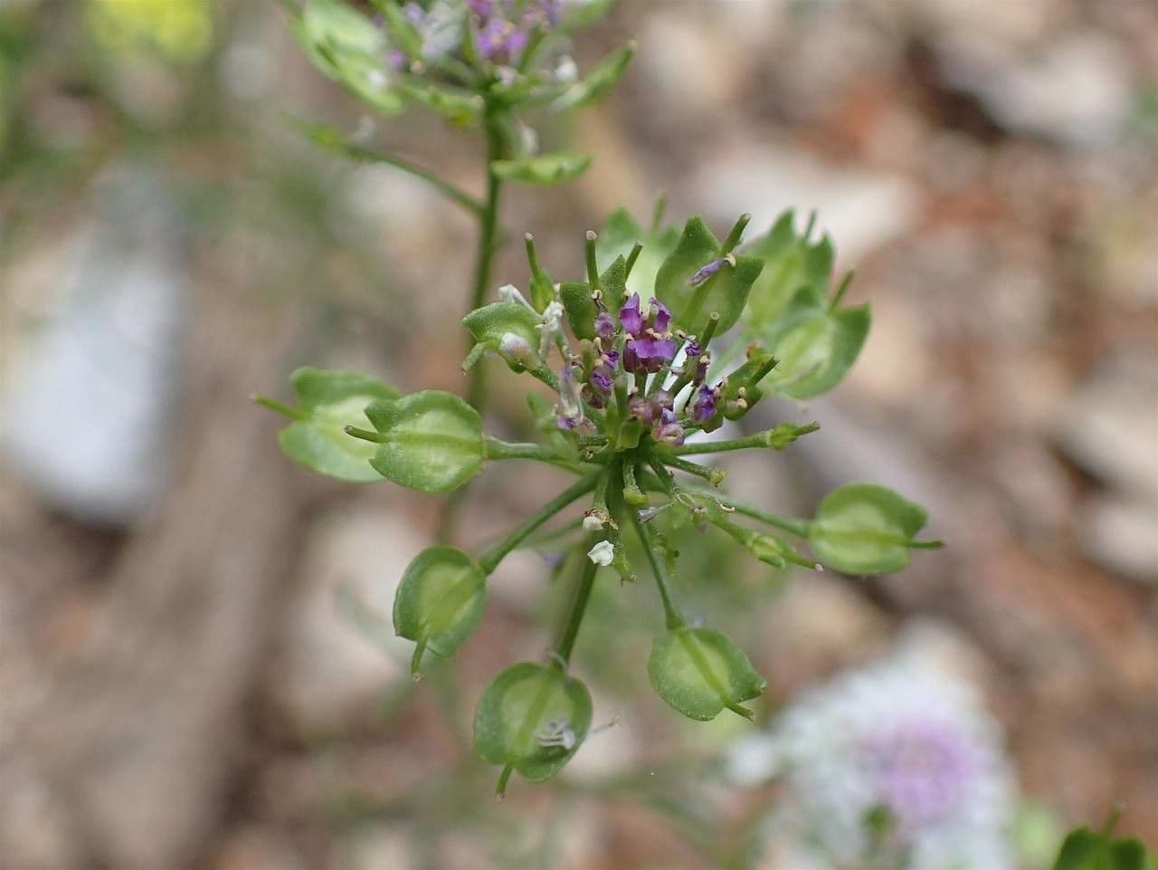 Iberis pinnata