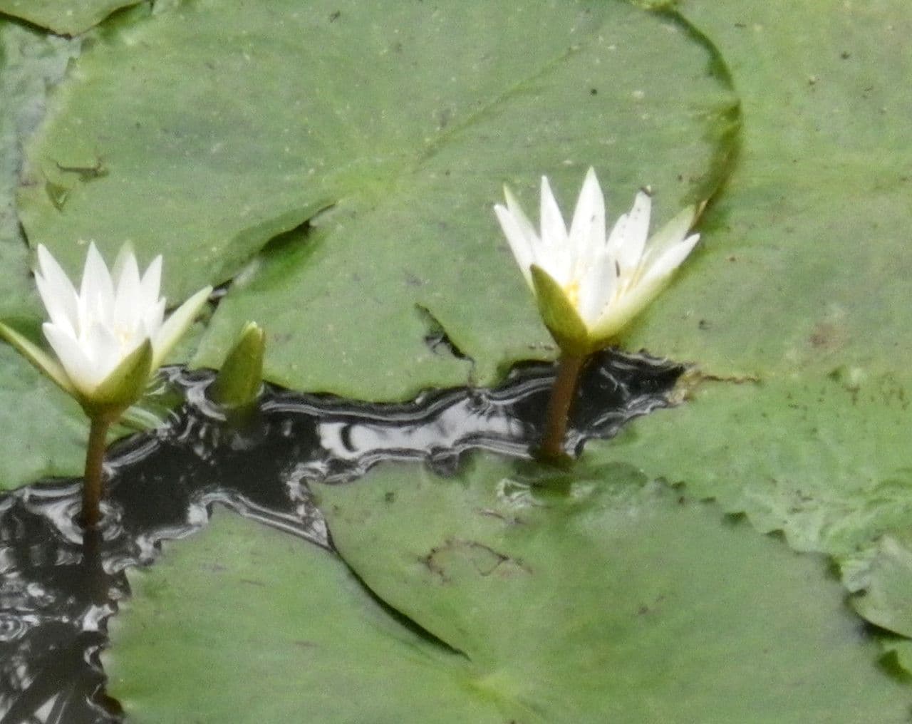 Breitblättrige Seerose 11