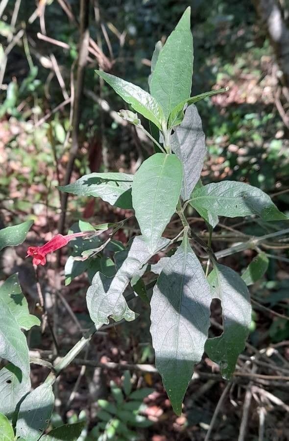 Ruellia angustiflora 10
