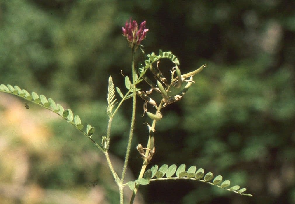 Astragalo ipoglottide 12