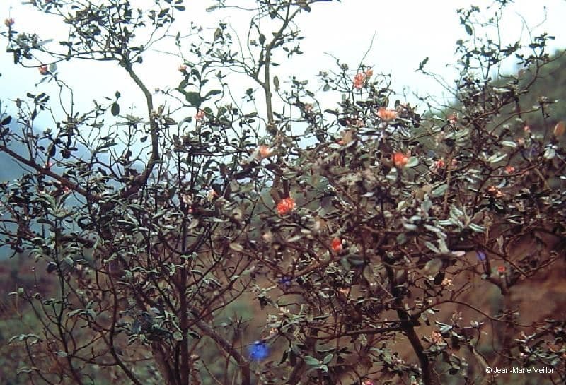 Xanthostemon 15