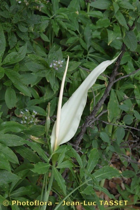 Arum dragon 2