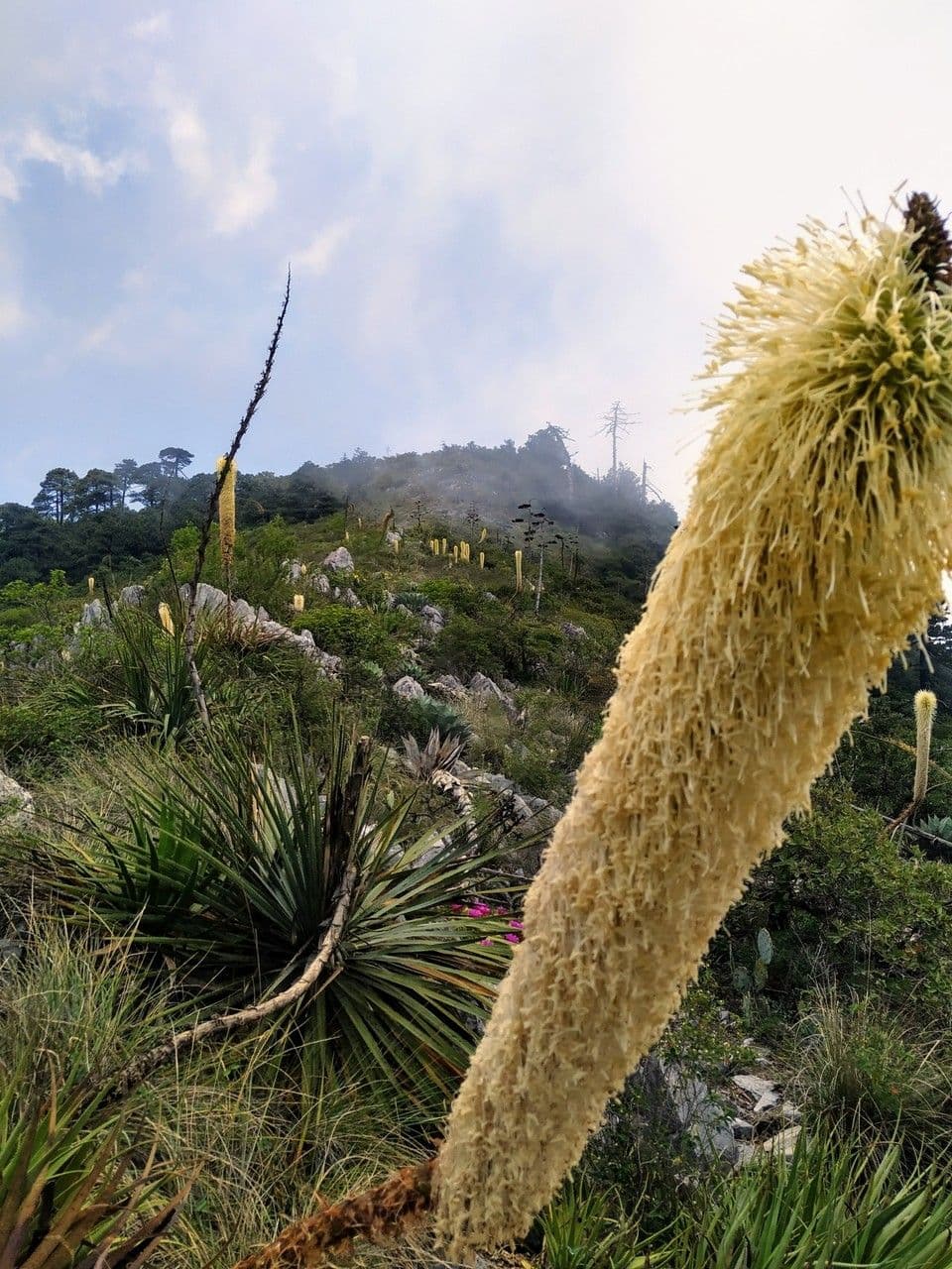 Agave