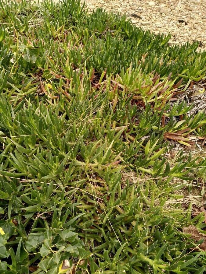 Fico degli Ottentotti 16