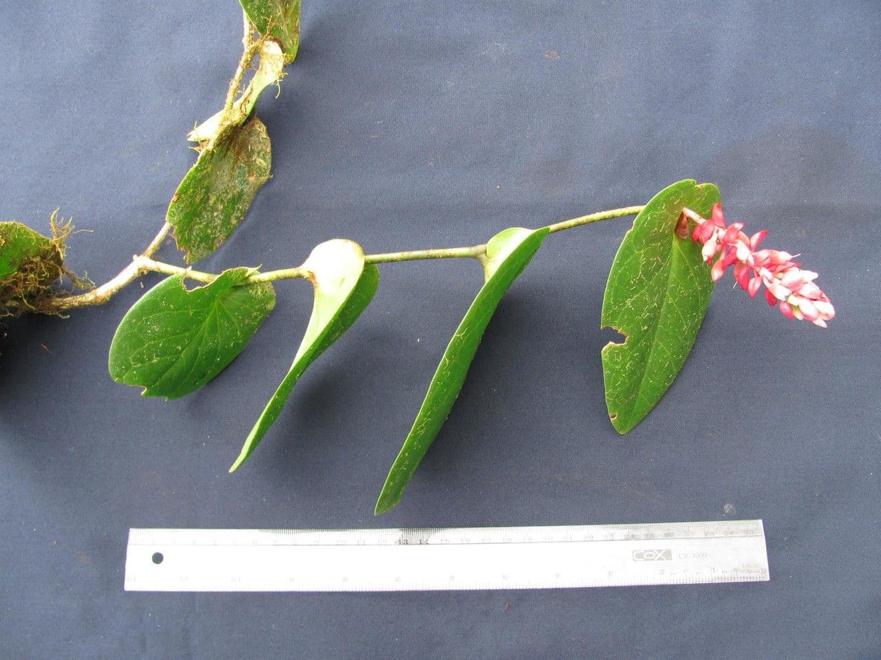 Cavendishia 12