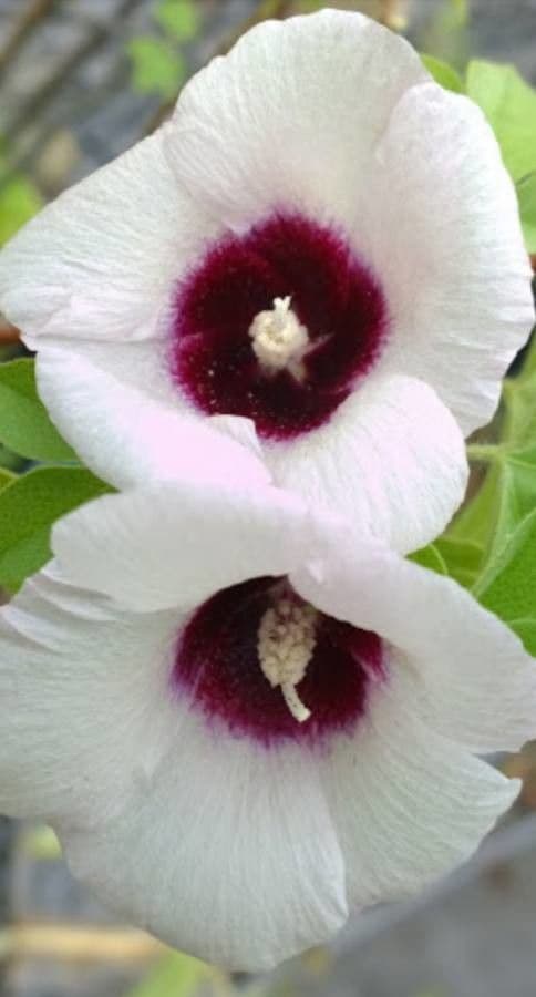 Cotone selvatico africano