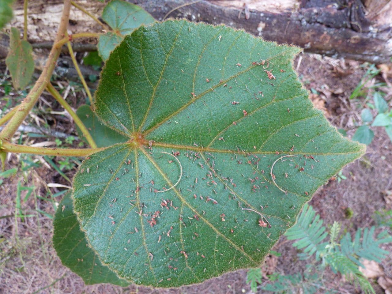 Dombeya 15