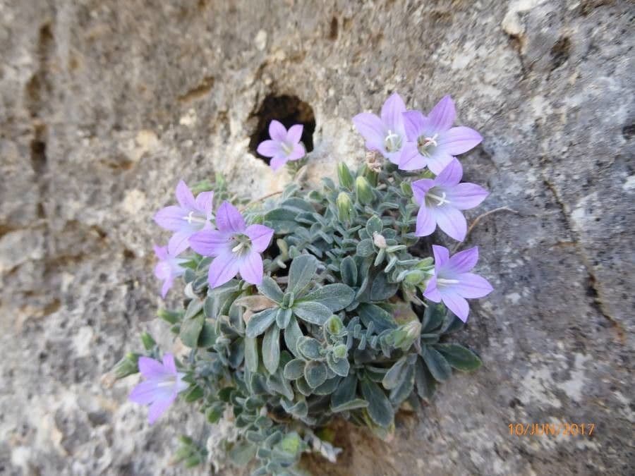 Campanula mollis 5