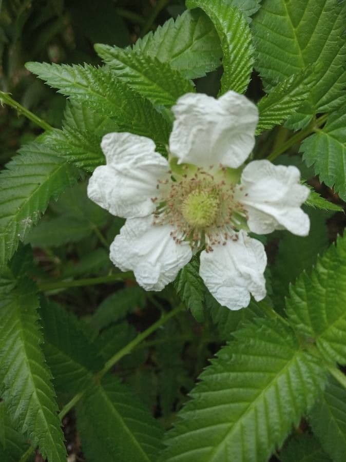 Rubus illecebrosus 7