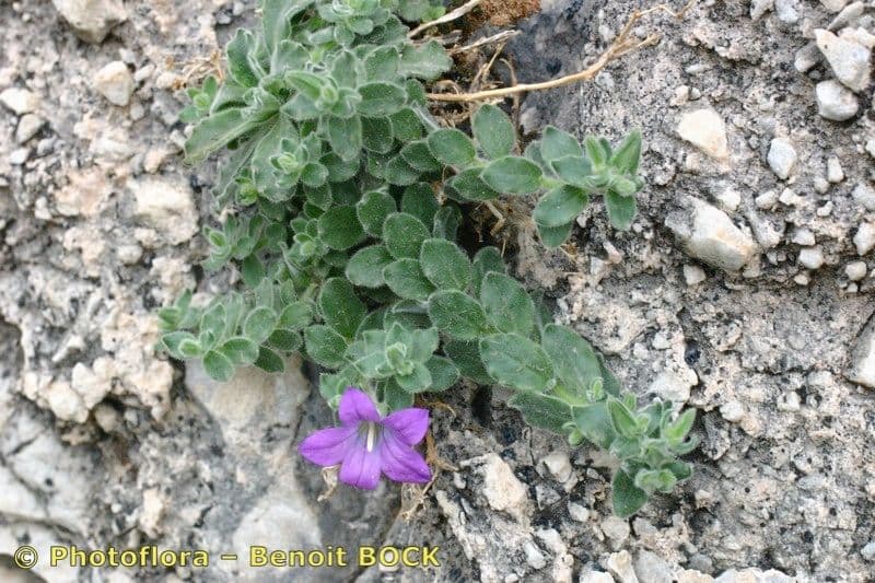 Campanula mollis 12