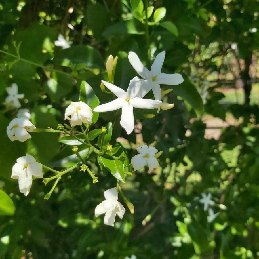 Jasmin 2