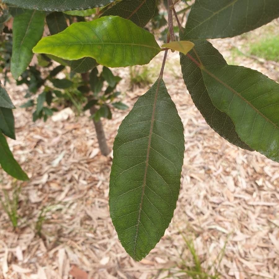 Elaeocarpus reticulatus 17