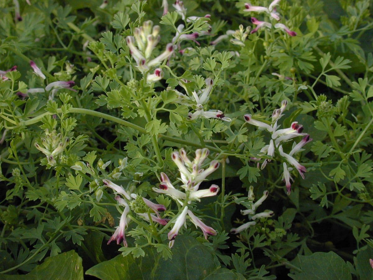 Fumaria occidentale 6
