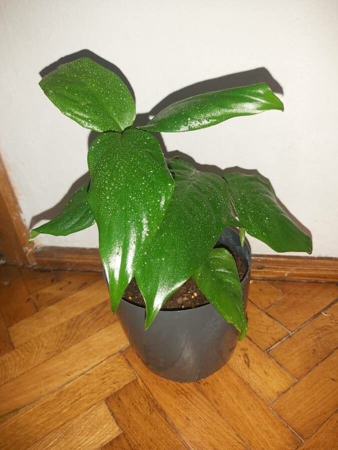 Aglaonema 2