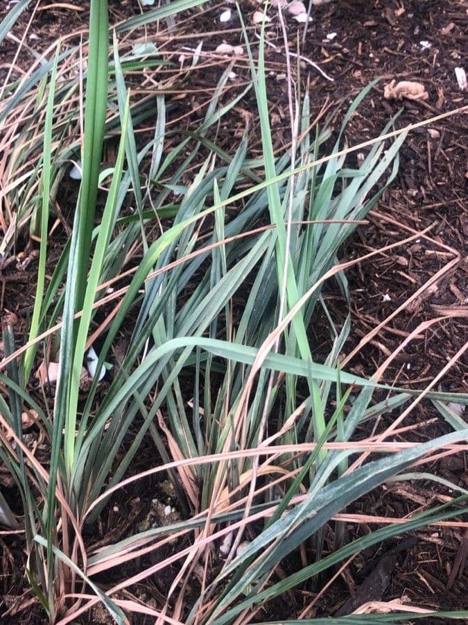Dianella 8