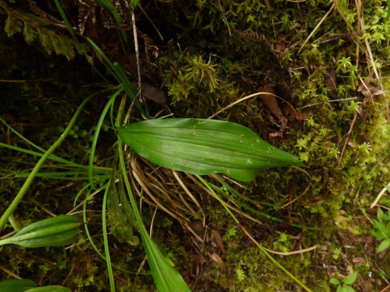 Schöner Phaius 13