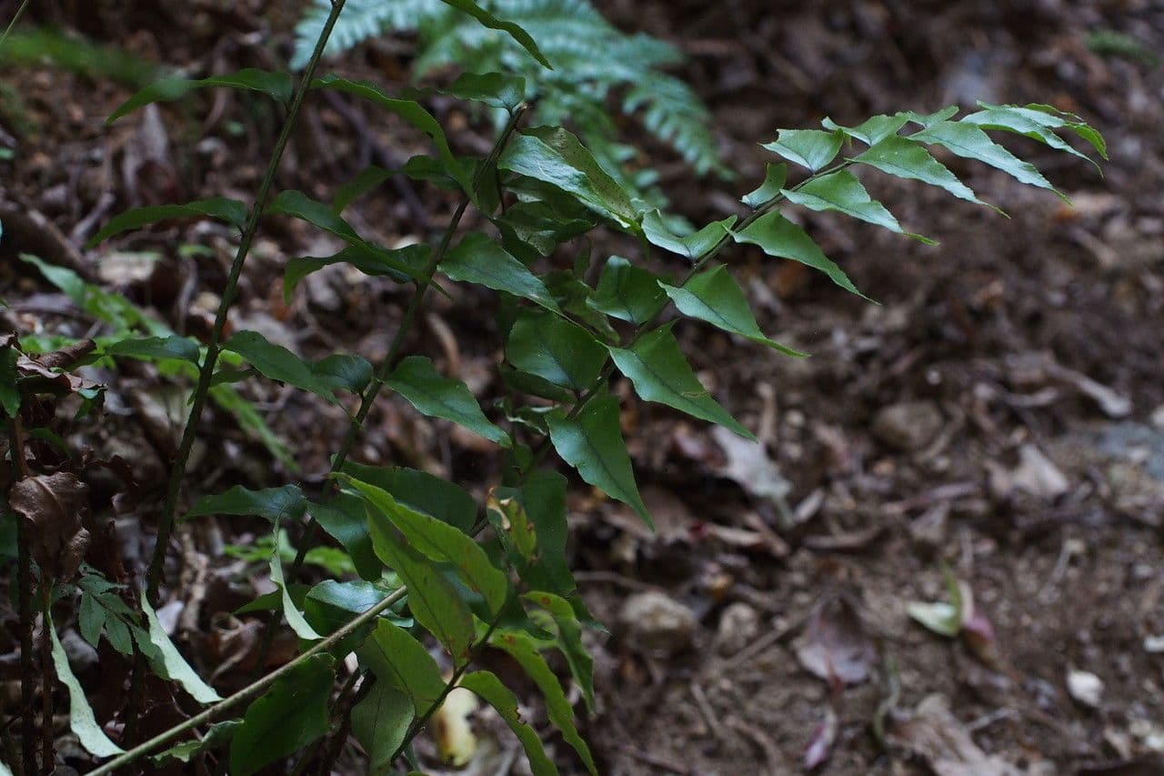 Fougère de Fortune 7