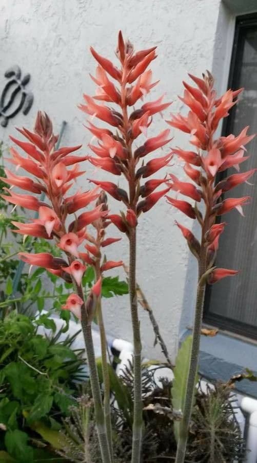 Sacoila lanceolata