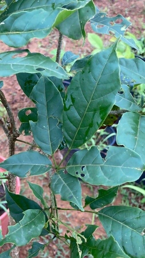 Handroanthus 7