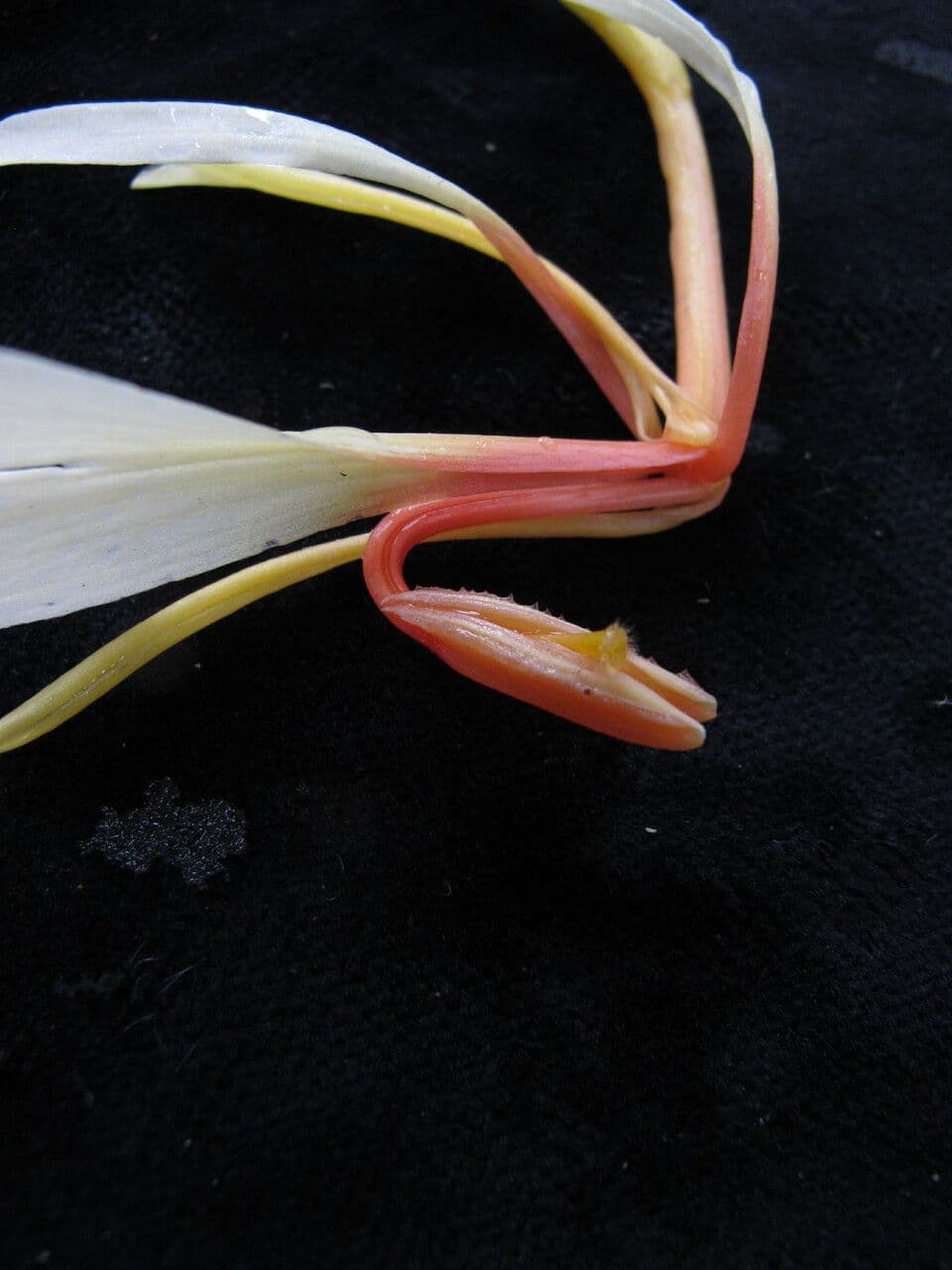 Hedychium