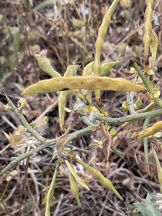 Ginestra spinosa 3