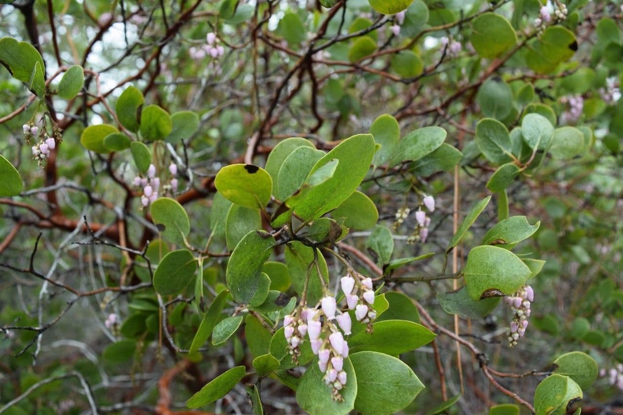 Manzanita 13