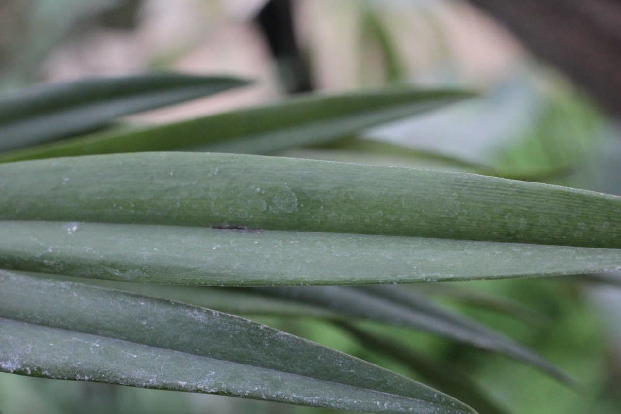 Octomeria 8
