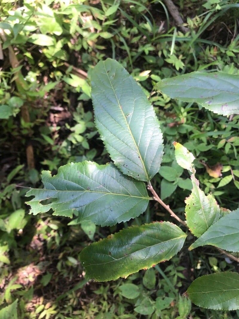 Casearia 13