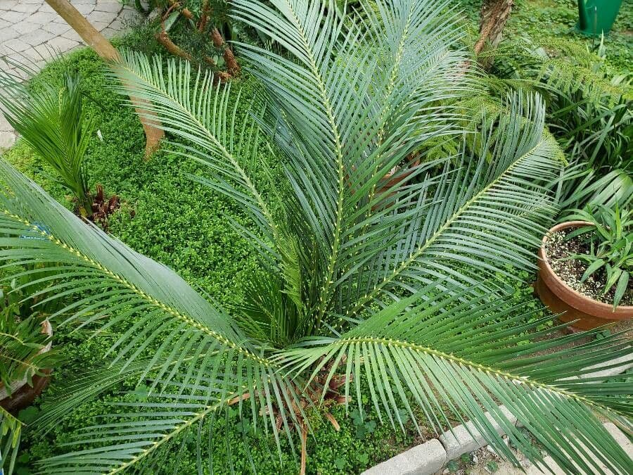 Macrozamia 5