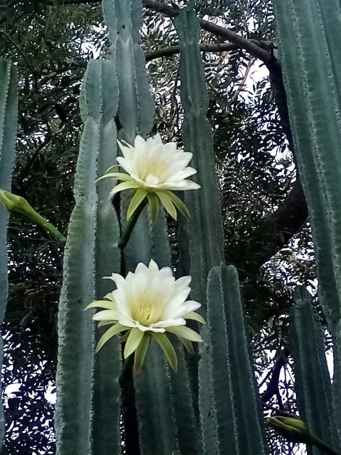 Cactus 30