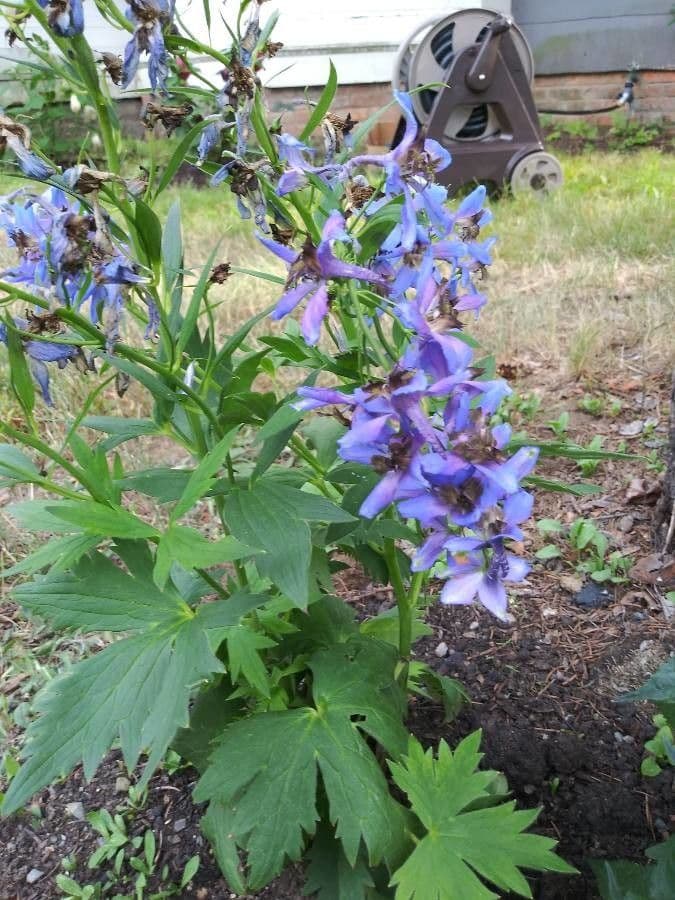 Penstemon cyananthus 4
