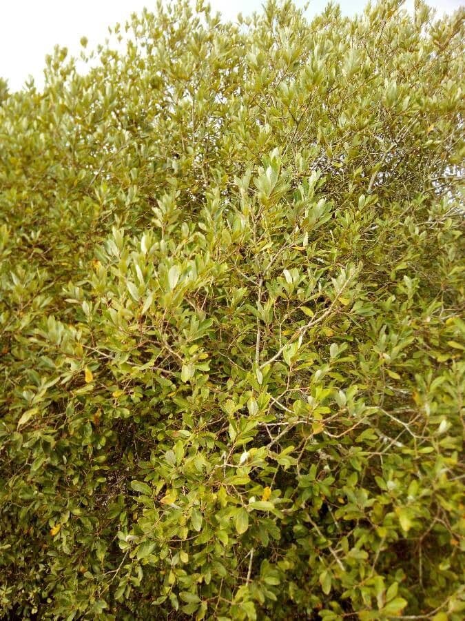 Claoxylon
