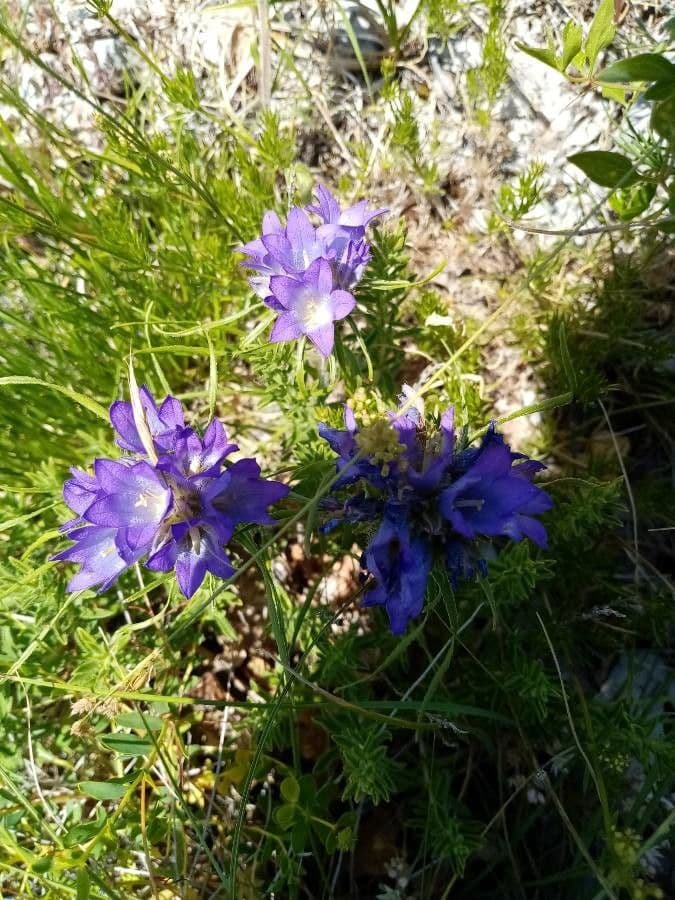 Edraianthus