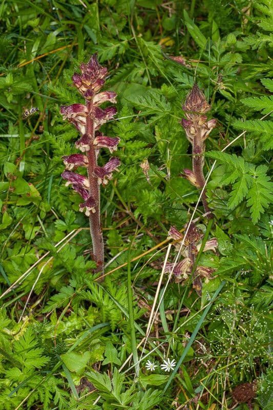 Orobanche 8
