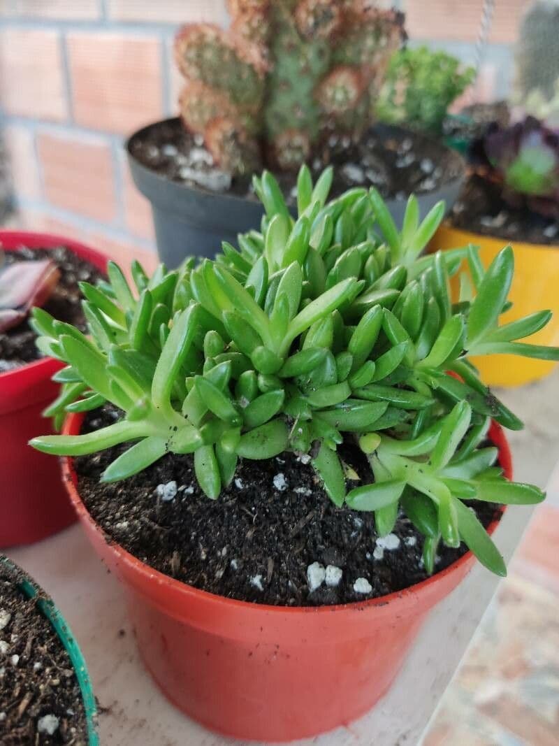 Aptenia 6