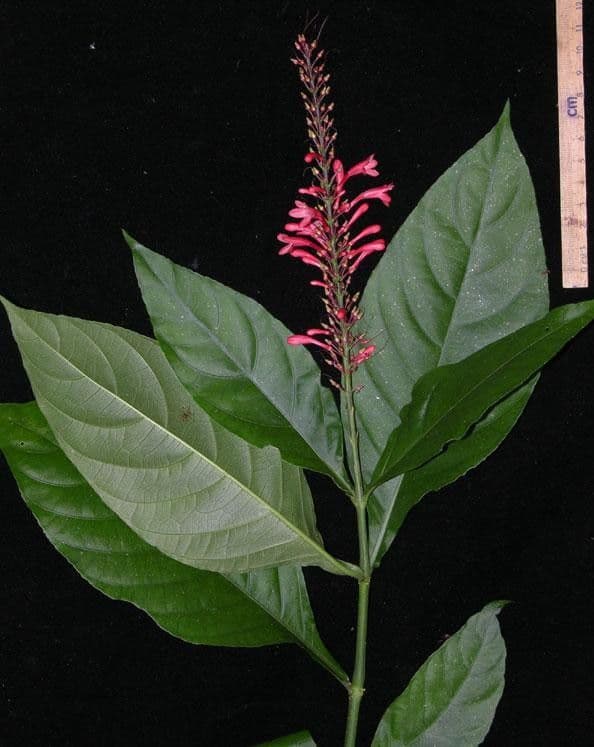 Odontonema tubaeforme 21