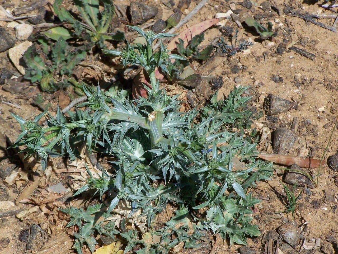 Carcamona 7