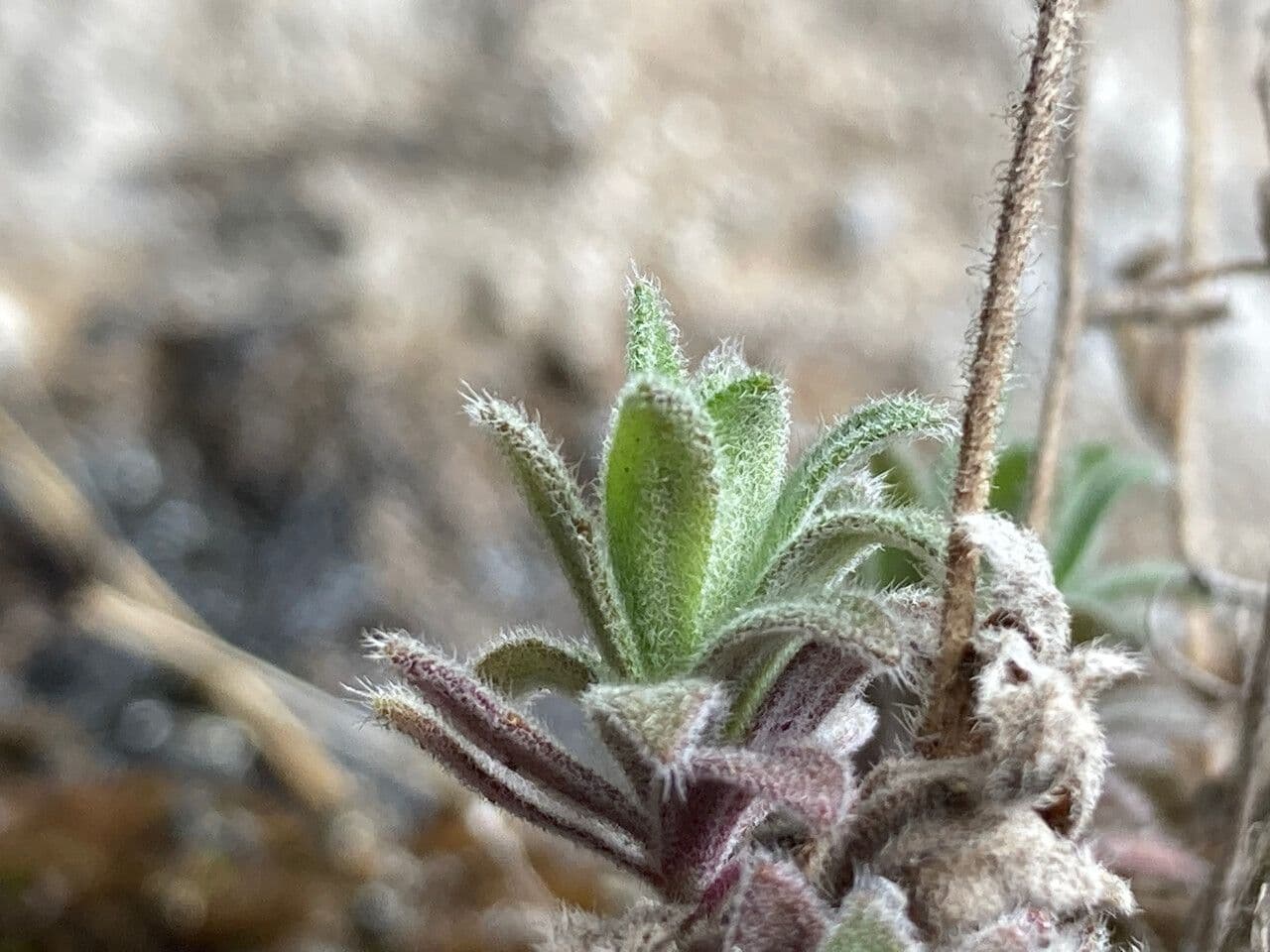 Draba 18