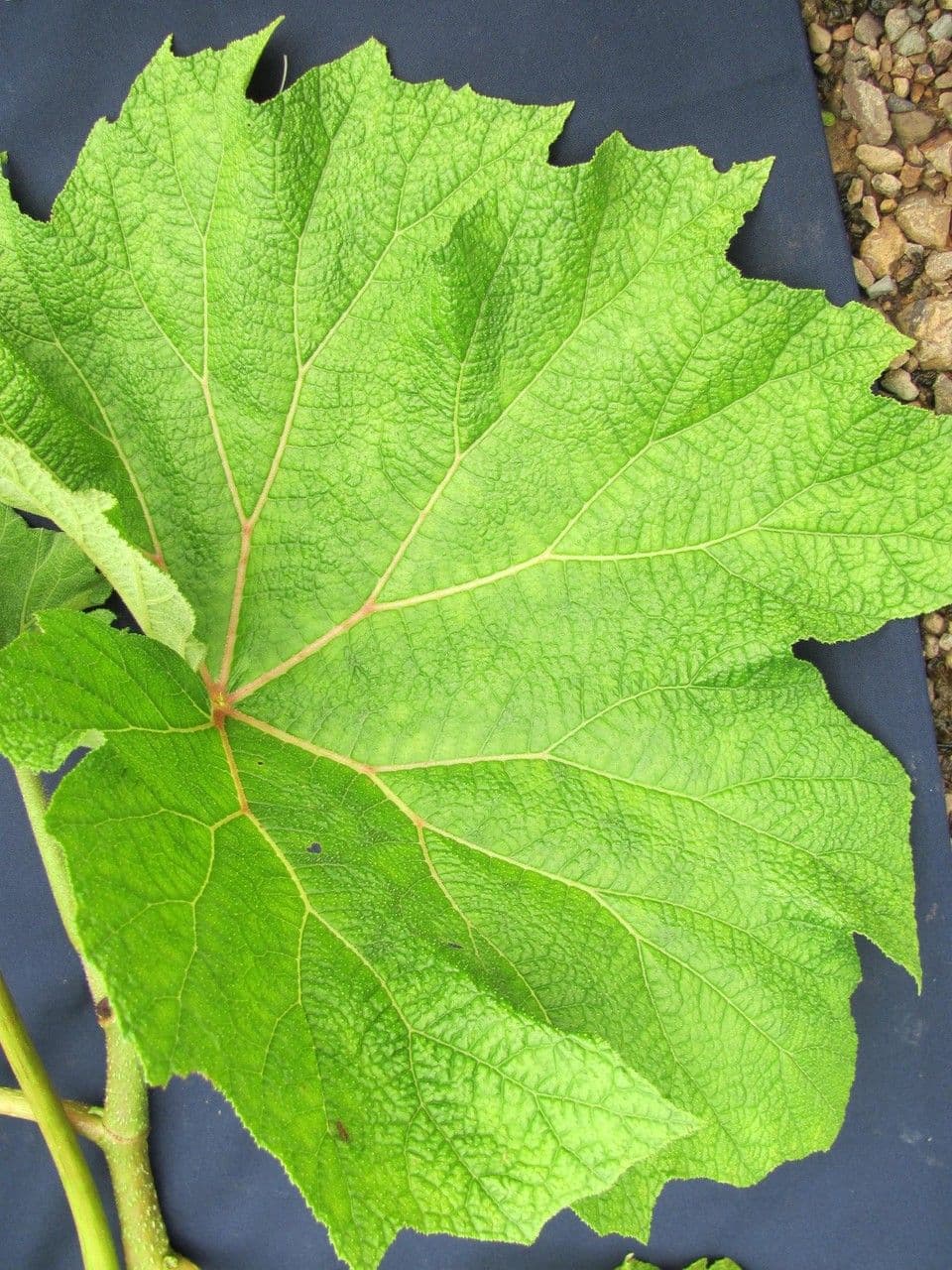 Begonia parviflora 13