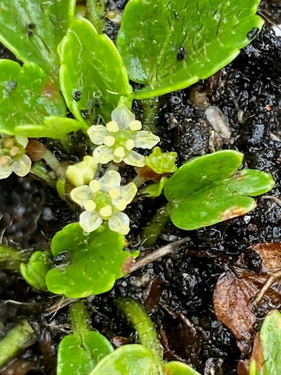 Azorella crenata