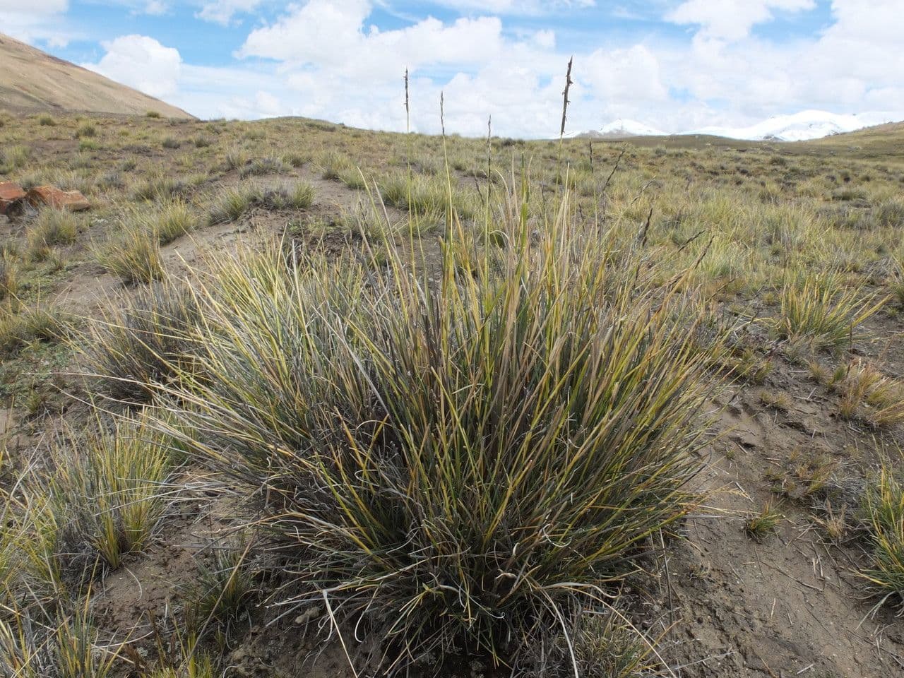 Festuca 2
